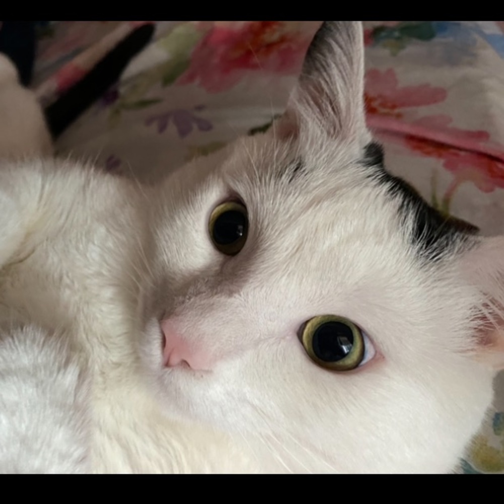 Meet your Posher, Michelle